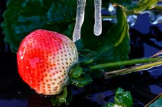 Brrr! It got so cold in Florida, iguanas fell from trees