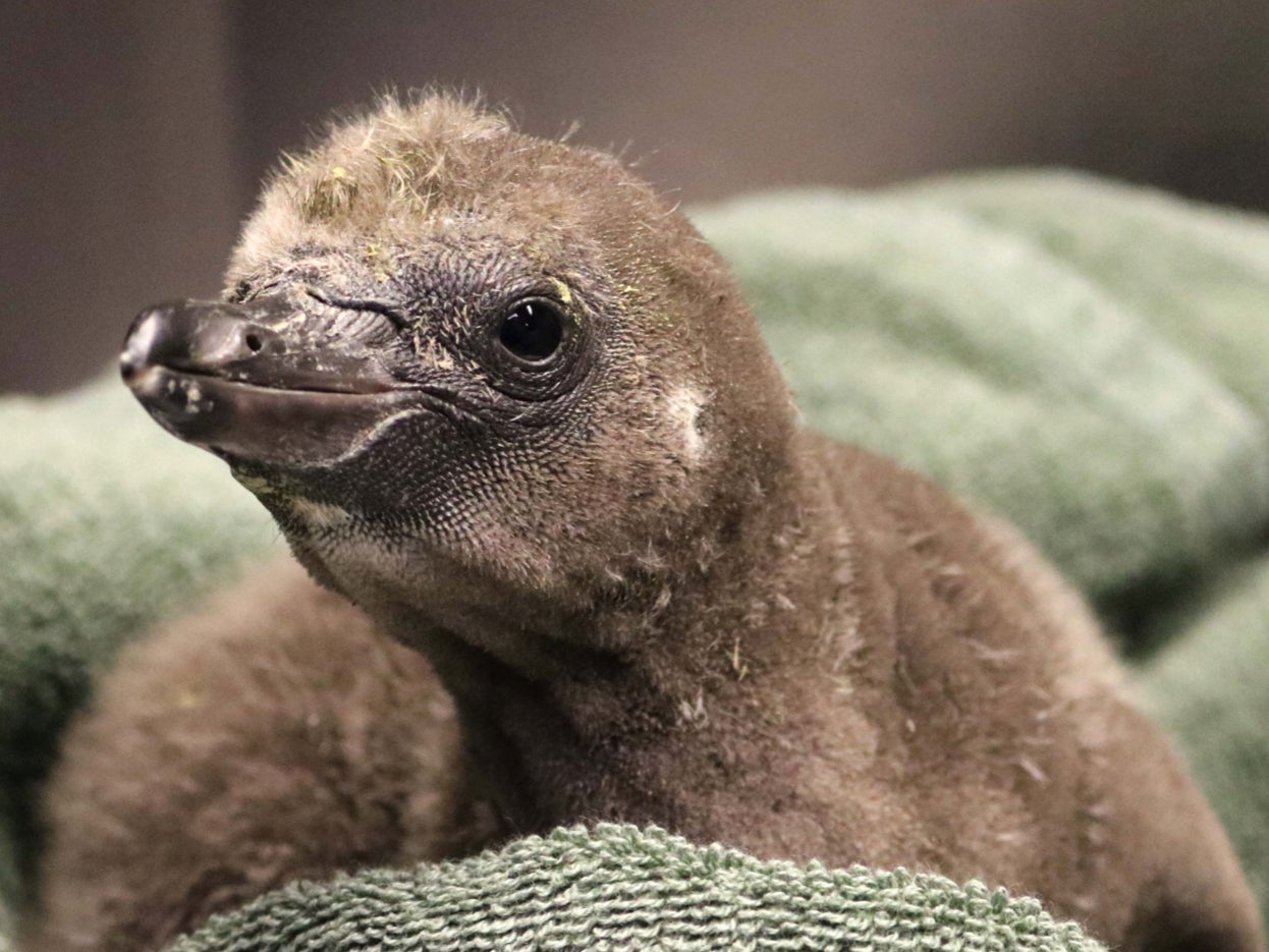 The penguin chick that hatched on New Year’s Day after being cared for by two males