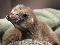 Gay penguins in New York become dads