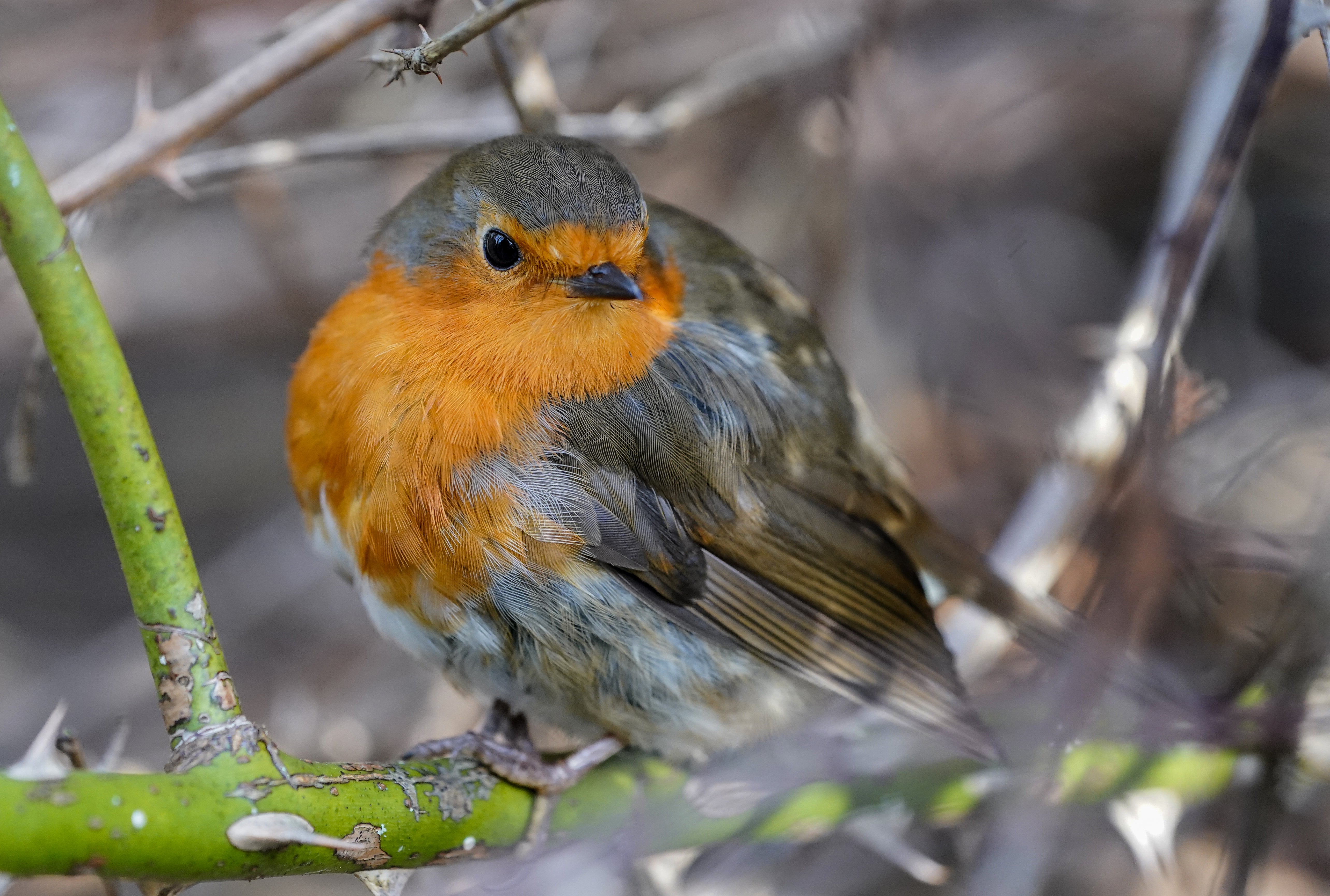 Robins are likely to stick around in your garden while other birds disappear