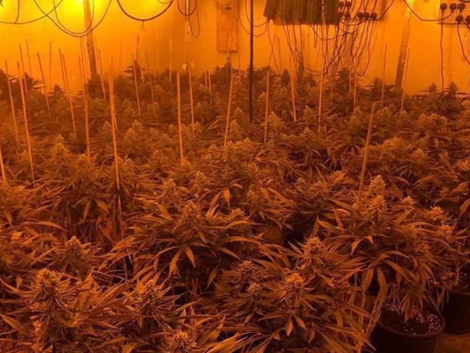 the estimated street value of the cannabis seized was thought to be £300,000