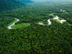 Over 9,000 rare tree species yet to be discovered, major study finds