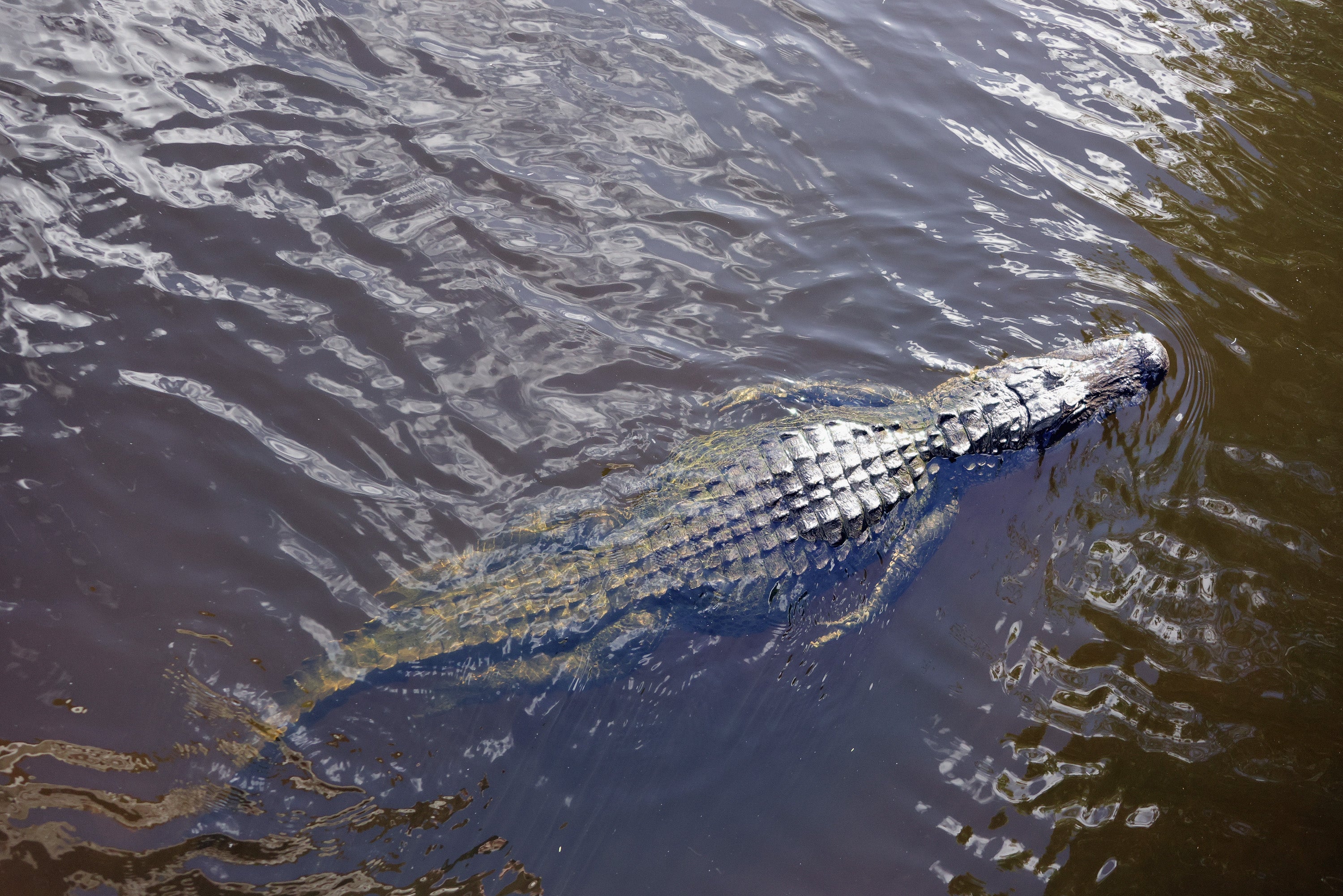 The alligator was estimated to be about 80-years-old