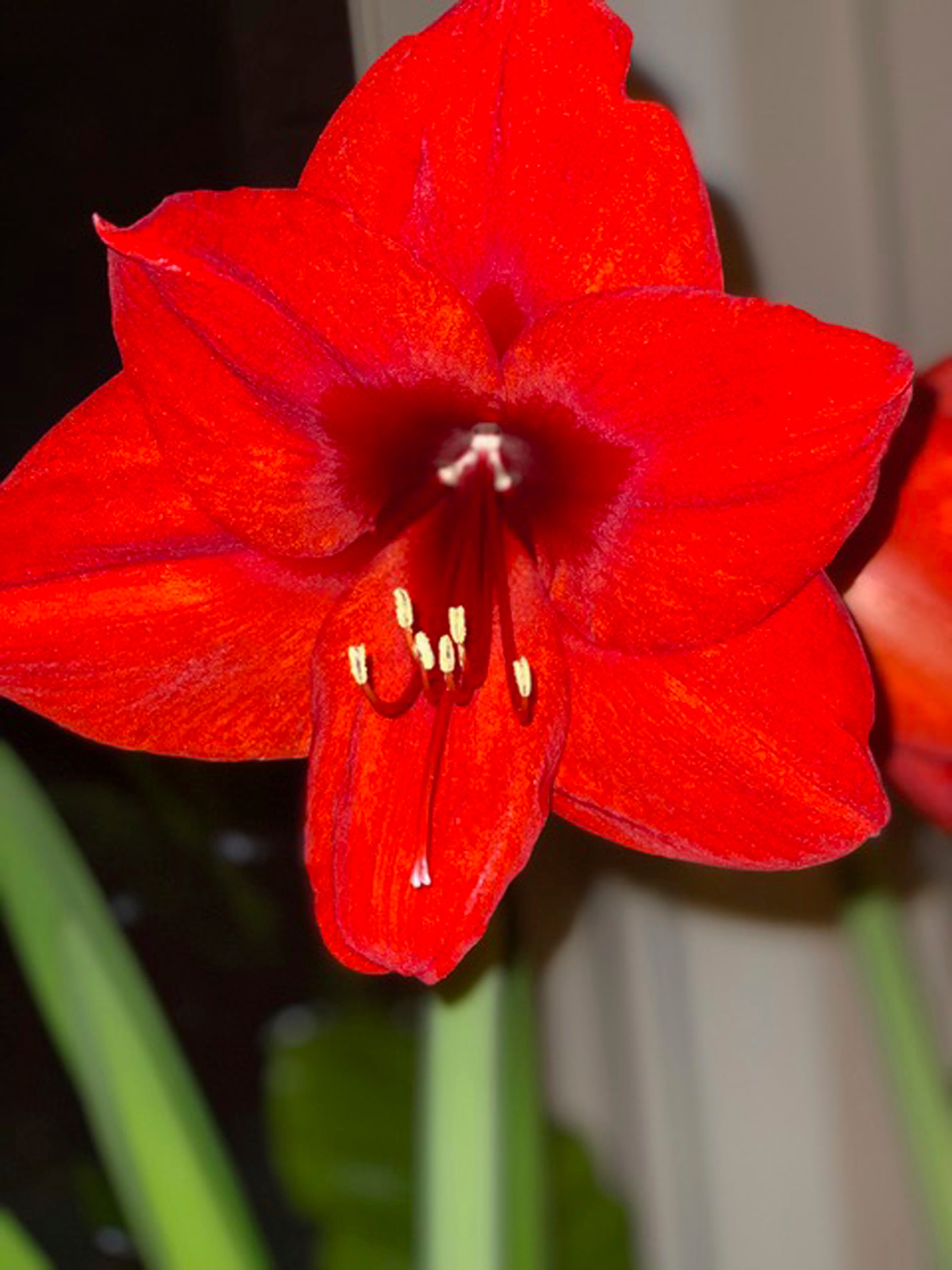 Gardening Amaryllis