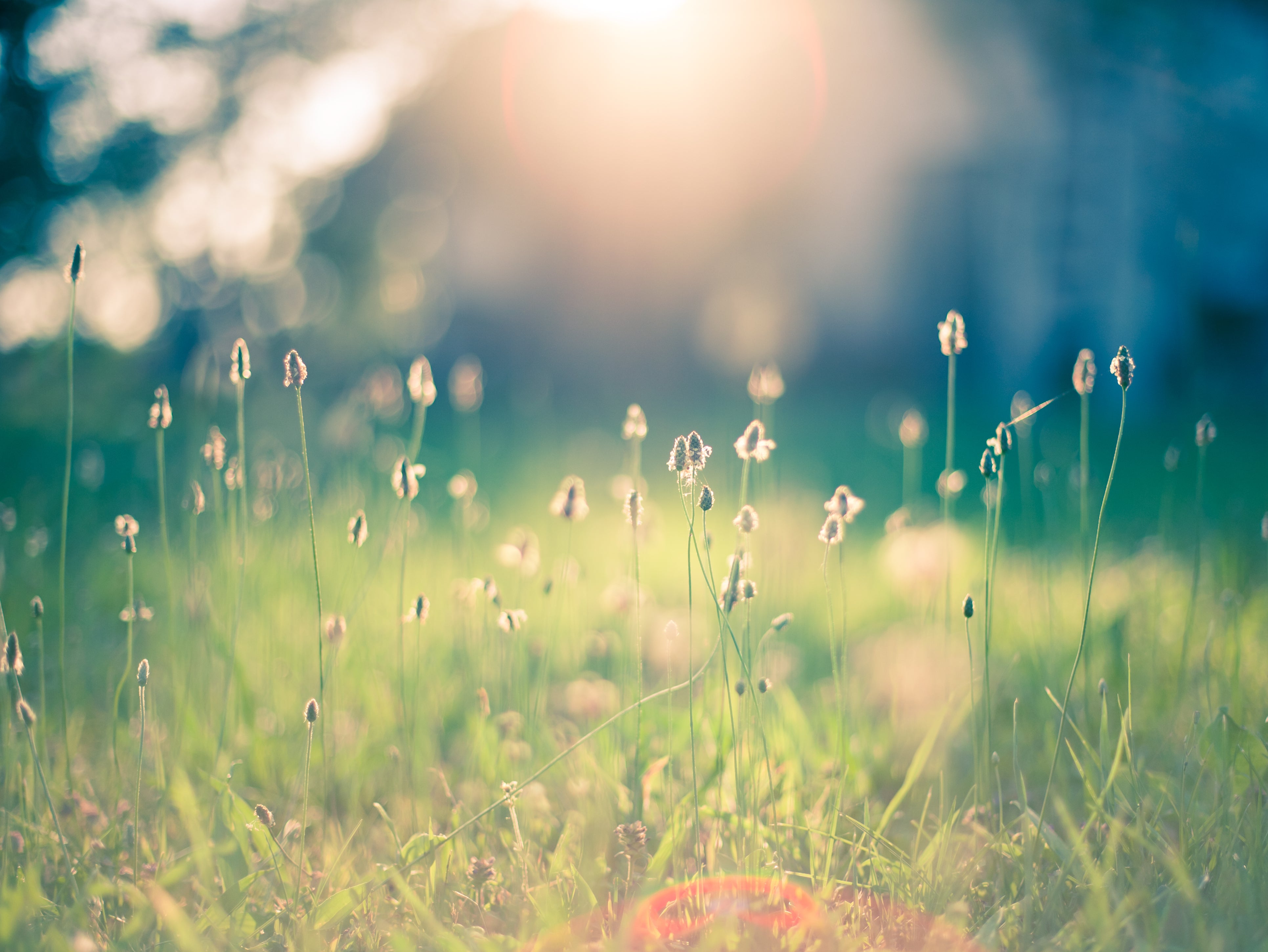 A new study warns some plants species could risk collapse amid rising global temperatures