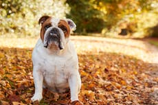 Norway bans breeding of British Bulldogs and Cavalier King Charles spaniels