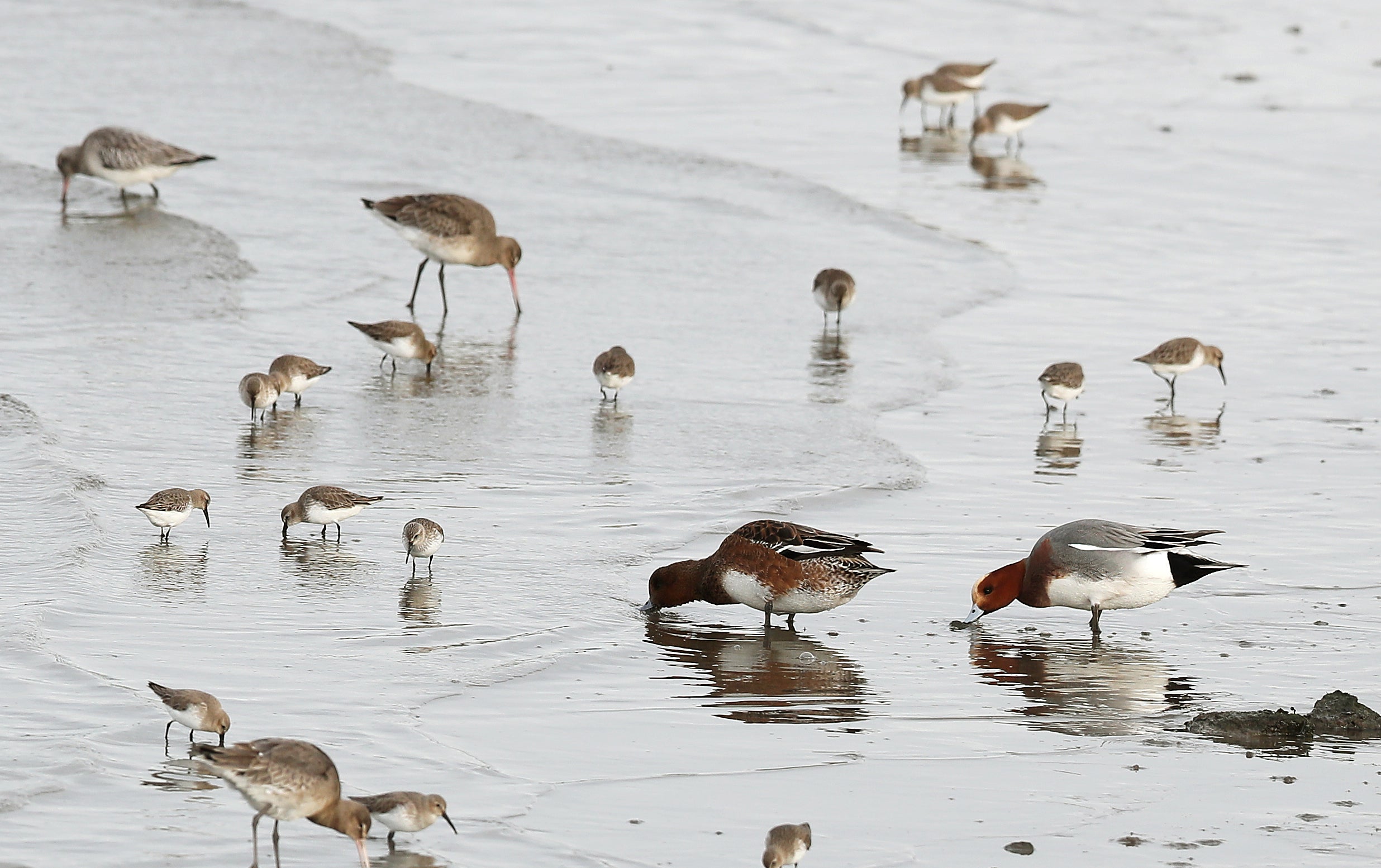 Sea birds feed in Dublin Bay off Bull Island (Brian Lawless/PA)