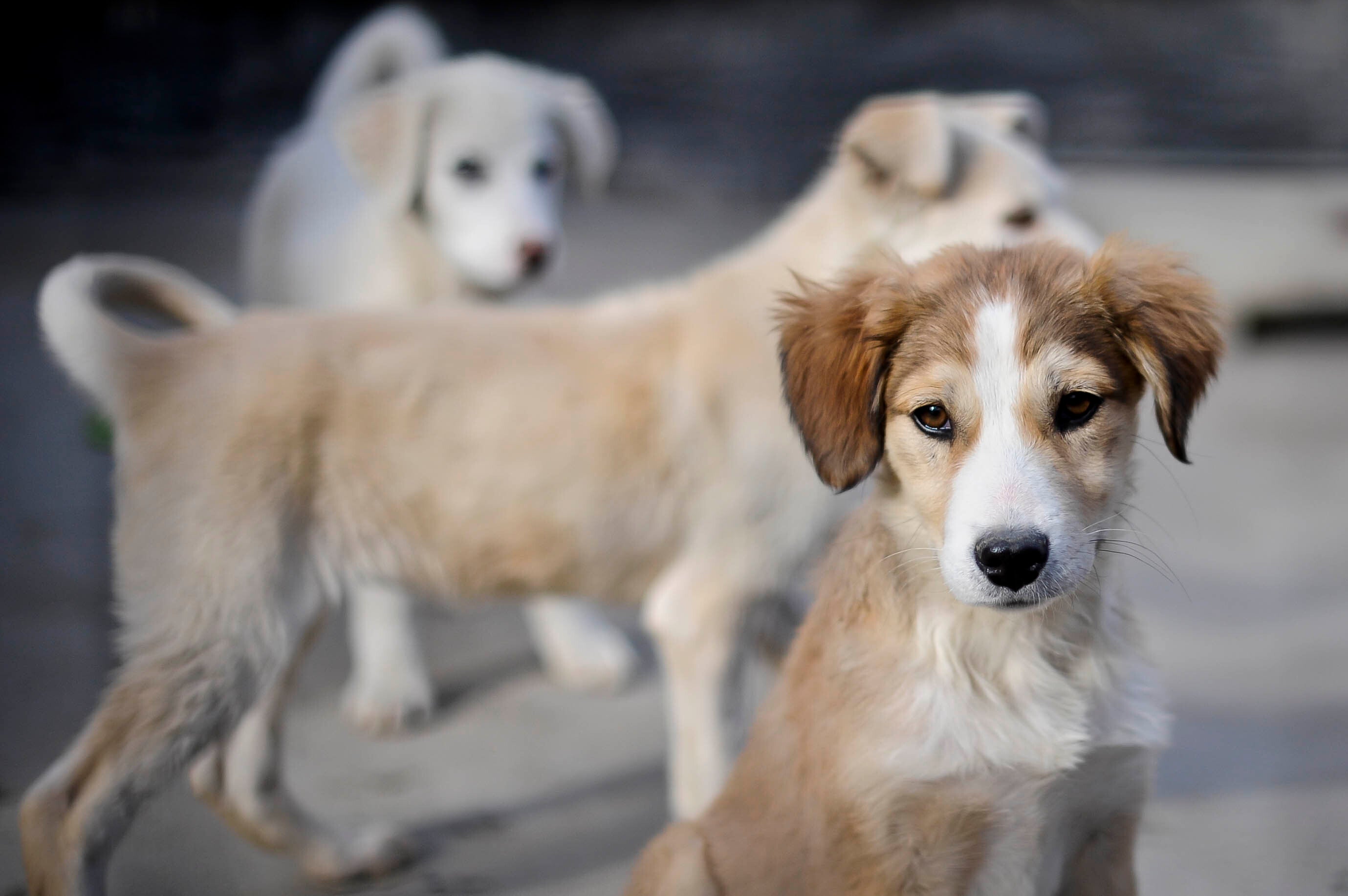 Seble, the eight week old puppy that has been rescued and is looking to be re-homed at the Nowzad Dogs charity based in Kabul, Afghanistan (Ben Birchall/PA)