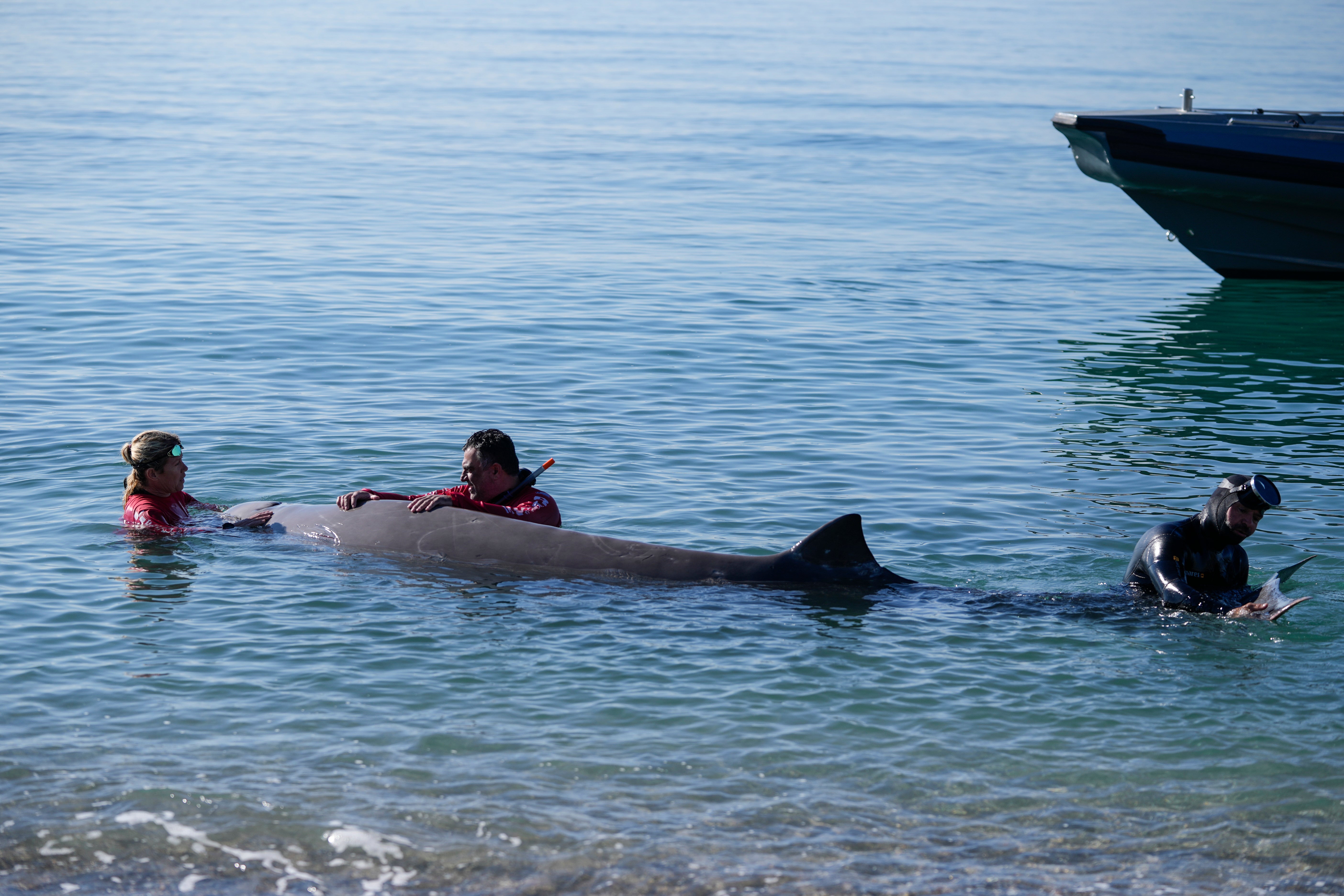 Greece Whale