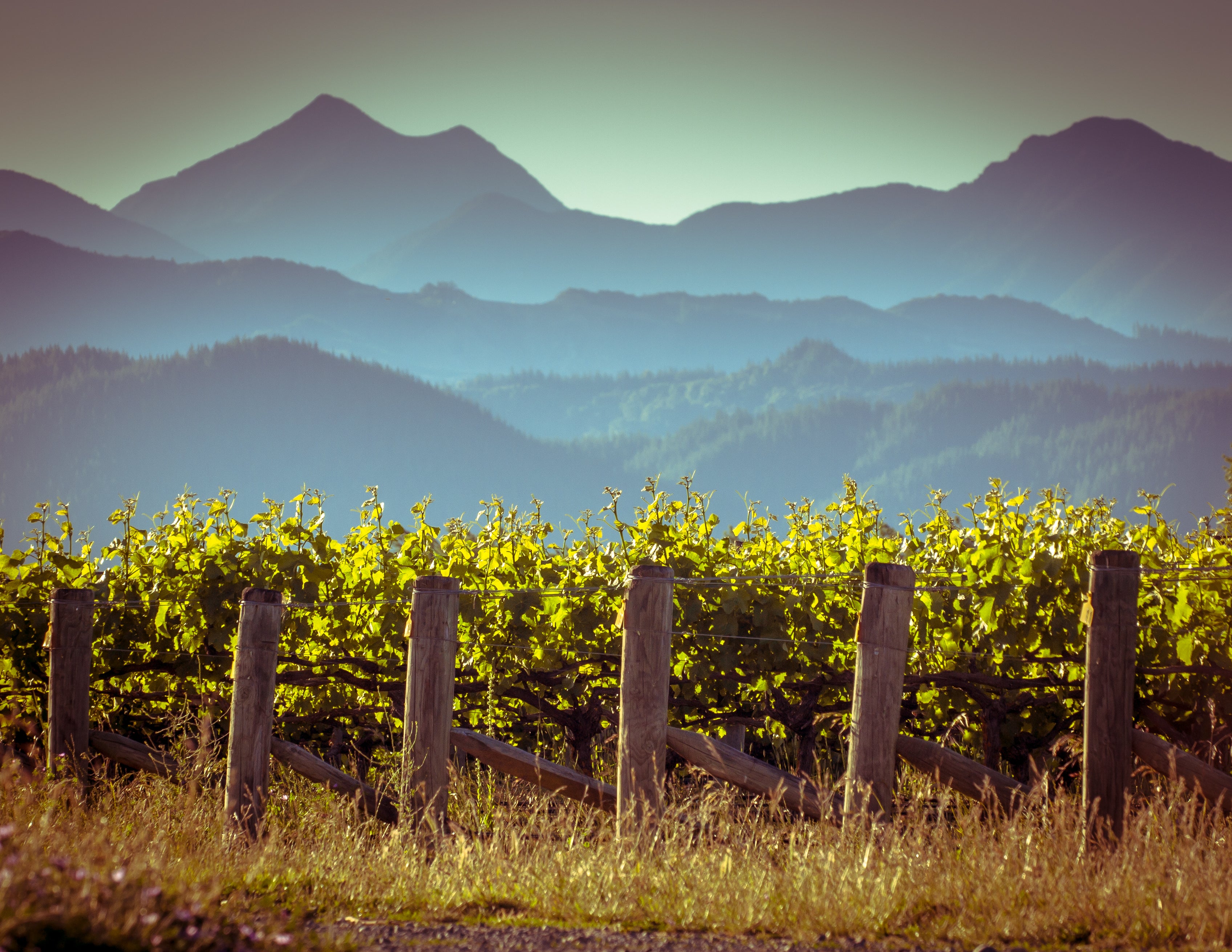 Vineyards in Marlborough New Zealand