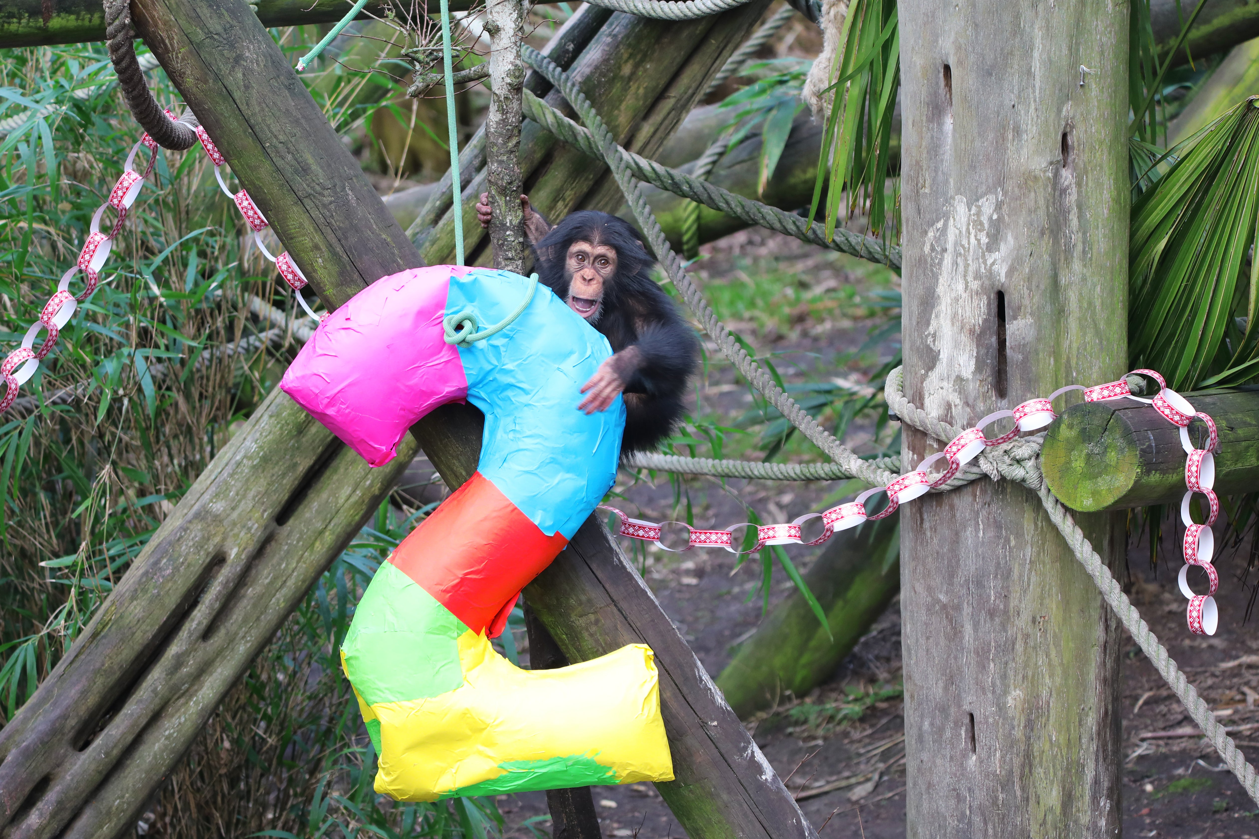 Masindi celebrates her birthday on Thursday (Royal Zoological Society of Scotland)