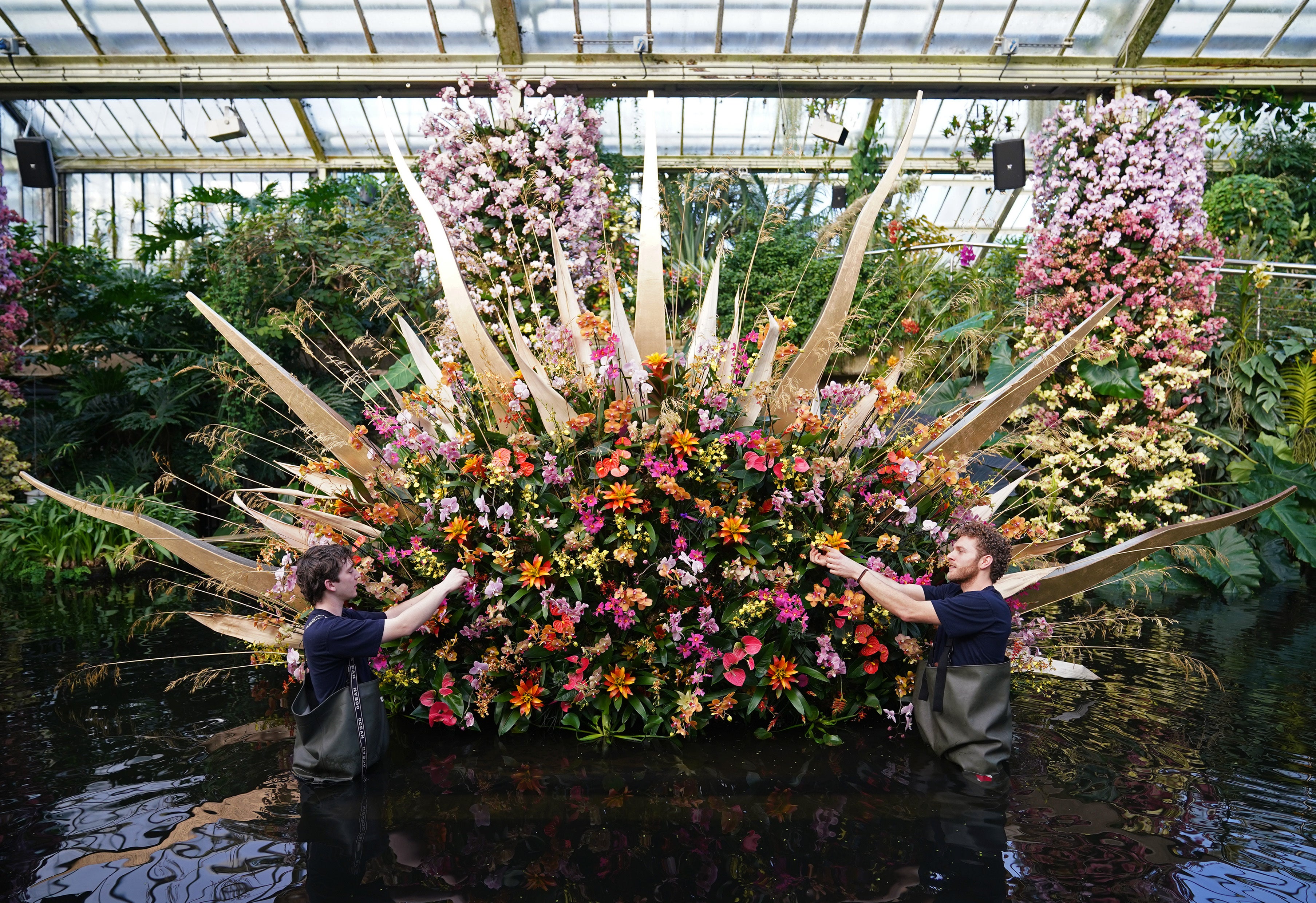 Horticulturists attend to the ‘Rising sun’ display at the Kew Orchid Festival: Costa Rica, at the Royal Botanic Gardens (Yui Mok/PA)