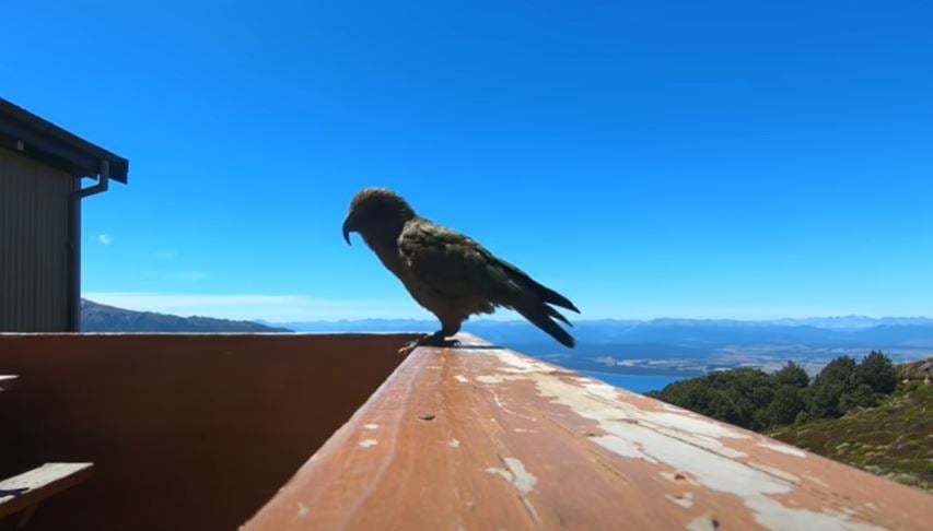 The bird stole the family’s camera from a balcony