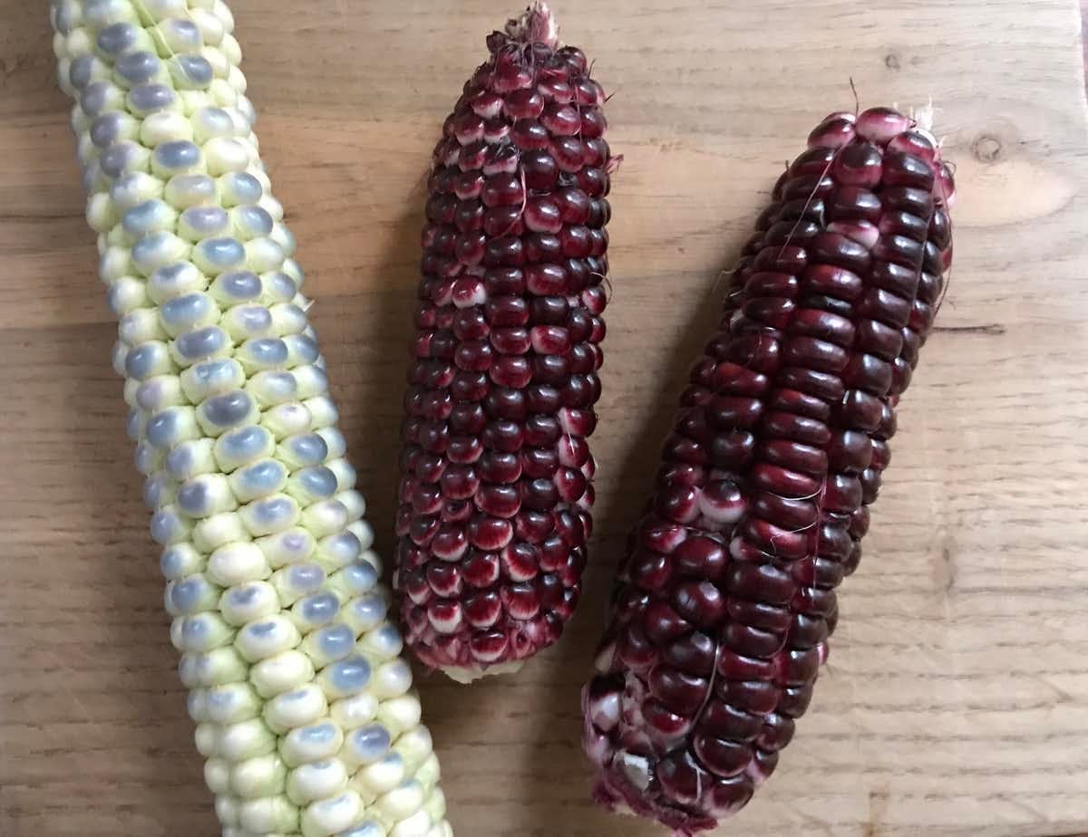 Blue and red corn from the author’s garden