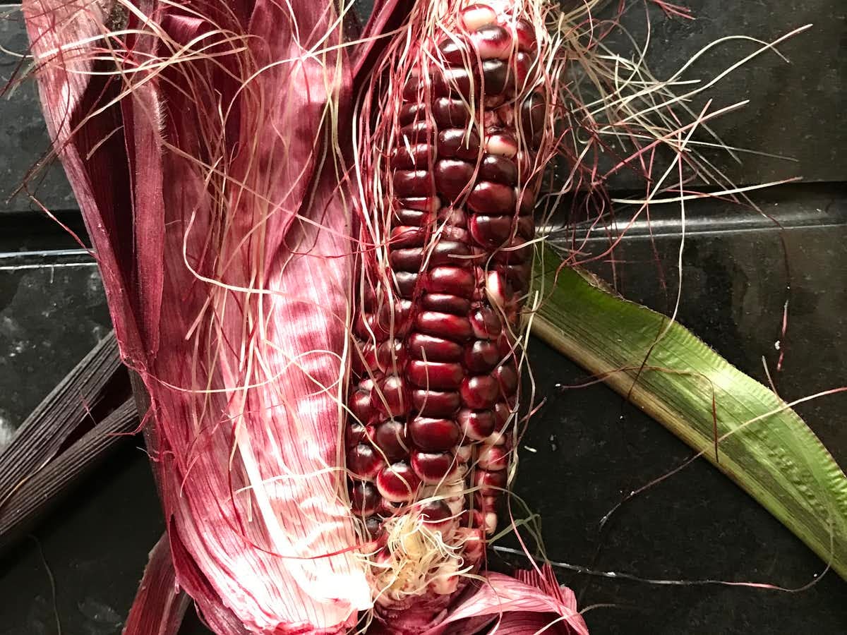 The author’s harvested double red maize