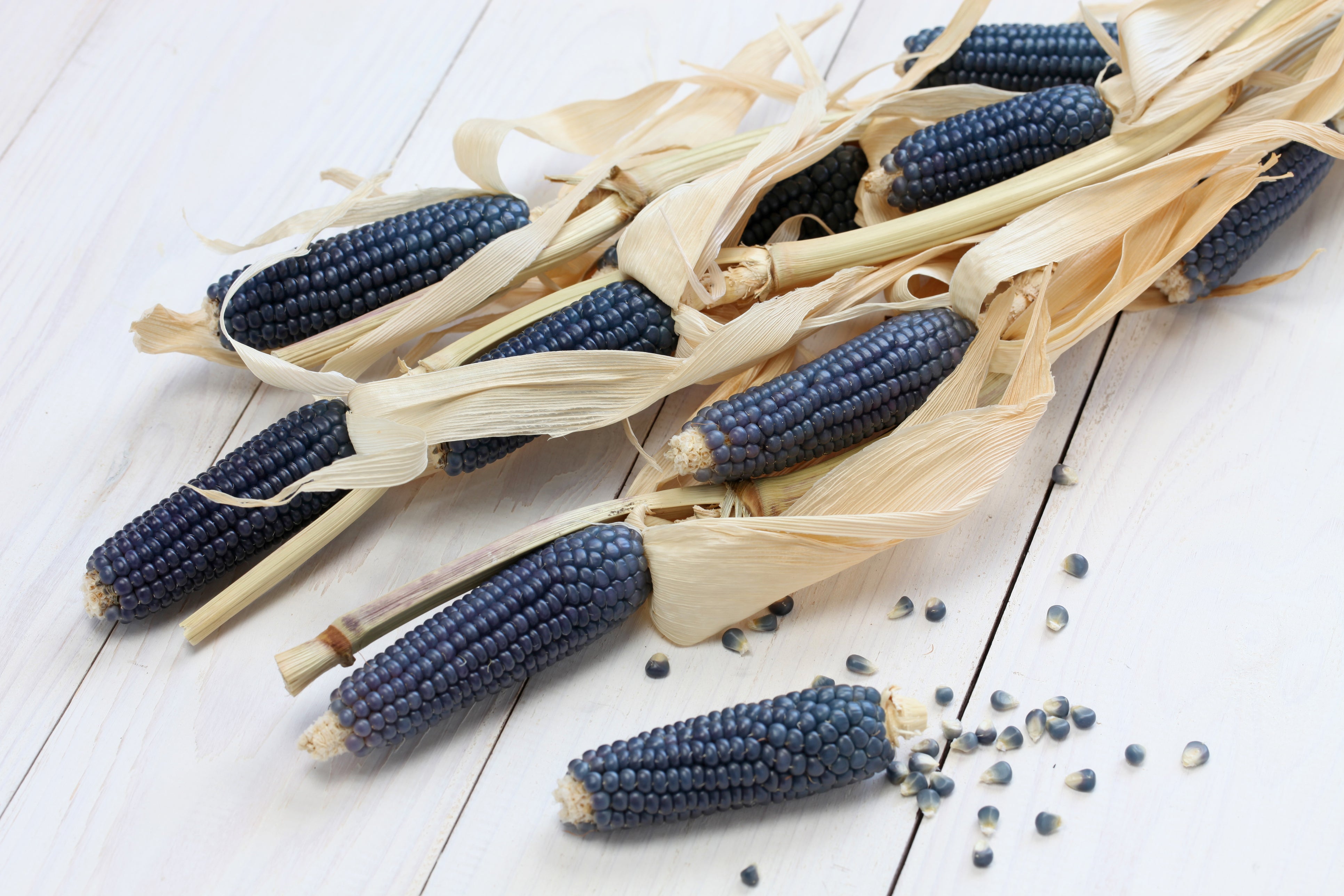 Hopi blue corn, another variety the author coaxed out of the soil