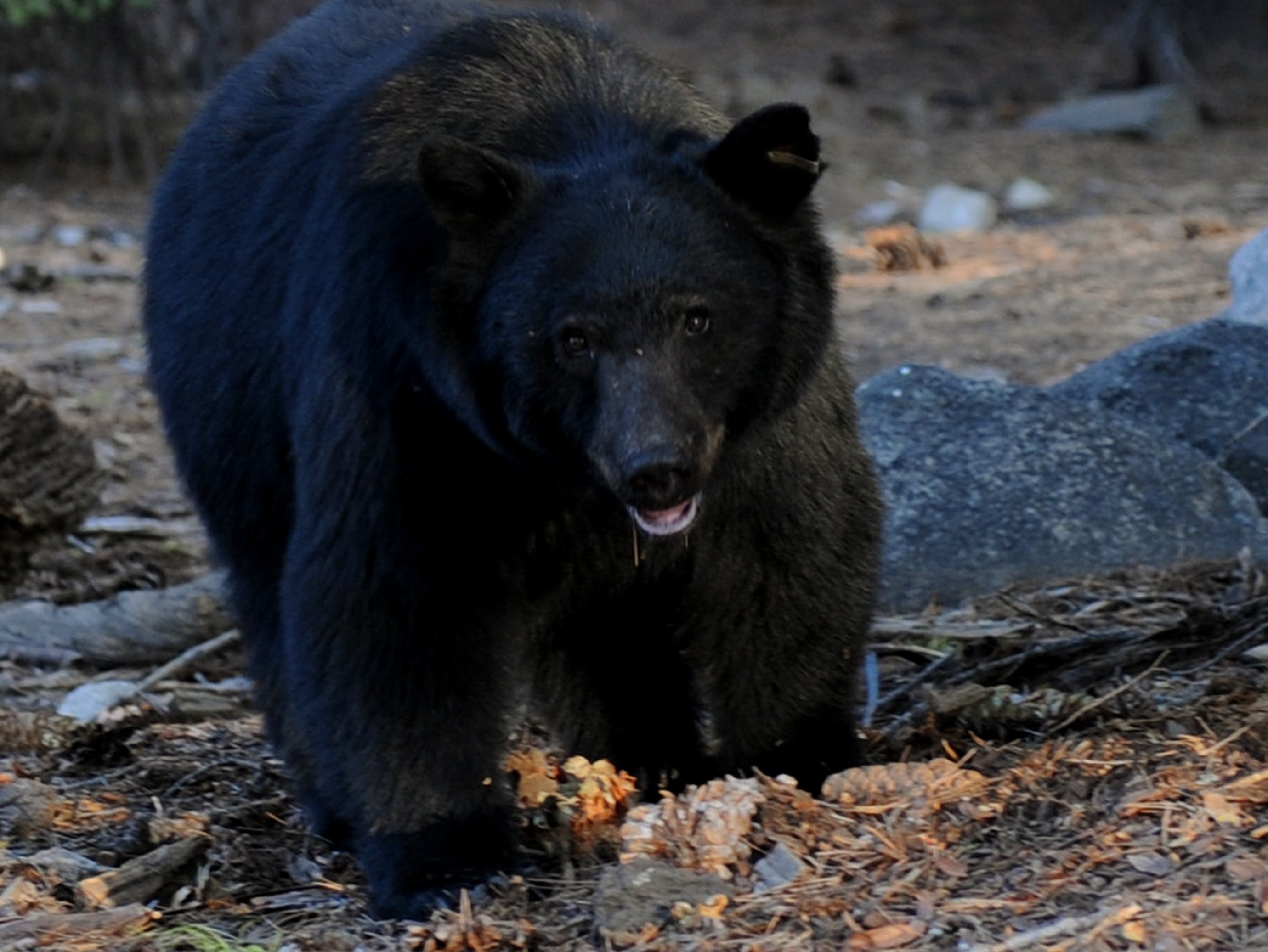 At least one bear is shot for each cap bought