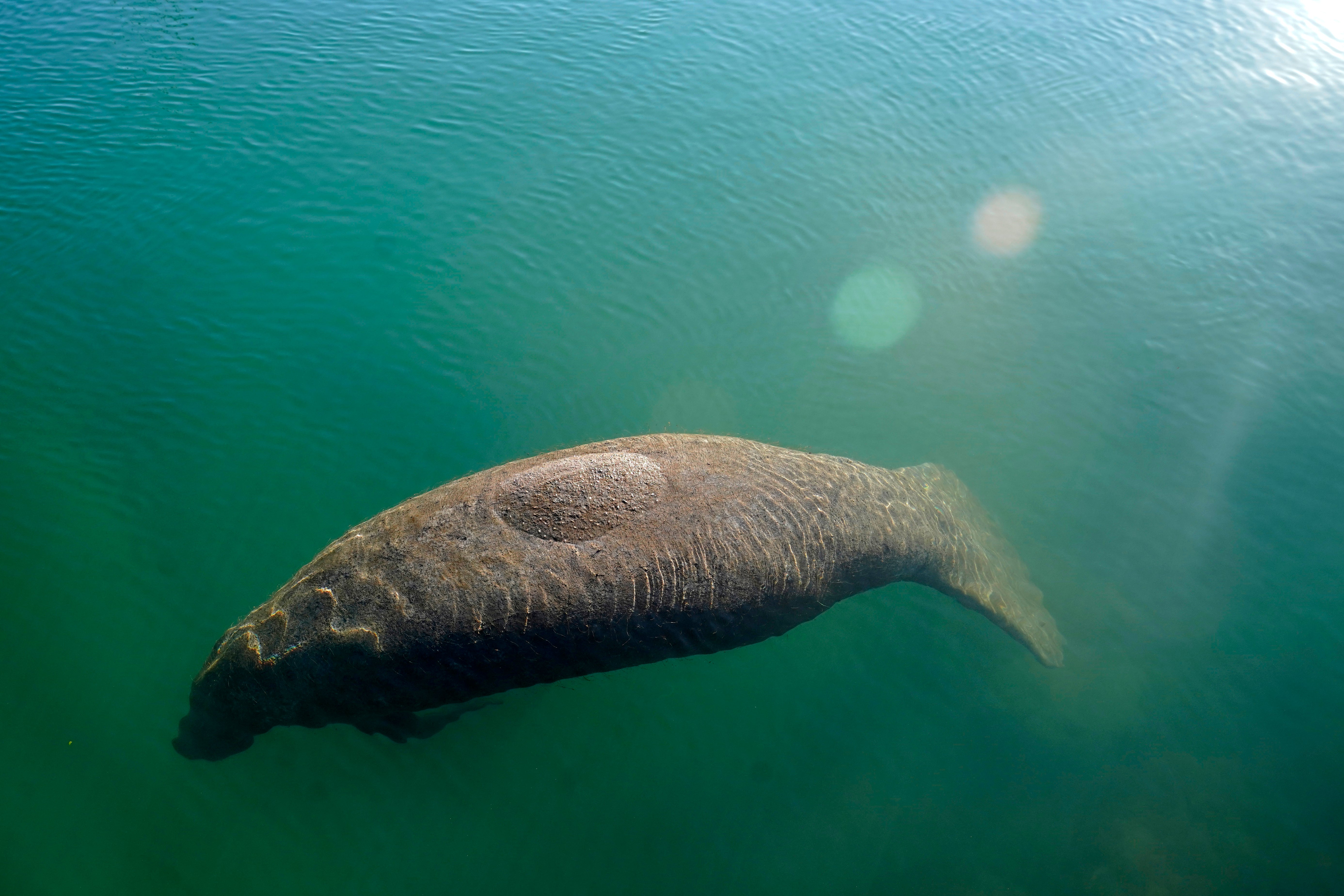 Dying Manatees-Florida