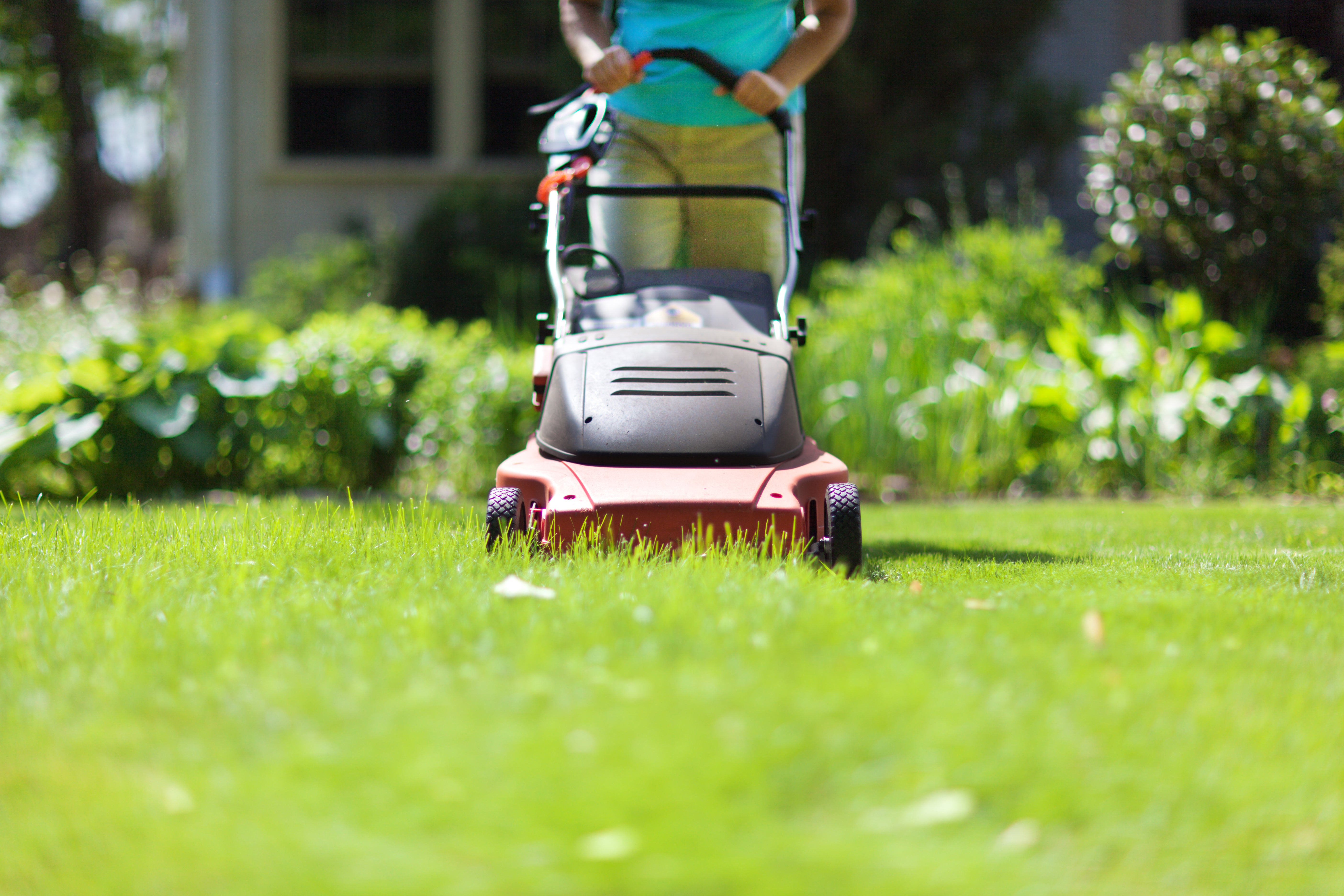 A summer lawn can be a thing of beauty but also a source of anguish