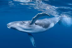 World’s whales facing increasing threats along migration ‘superhighways’