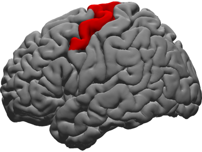 Image highlights the dorsal precentral gyrus (in red), crossing the folded front surface at the top of the brain.