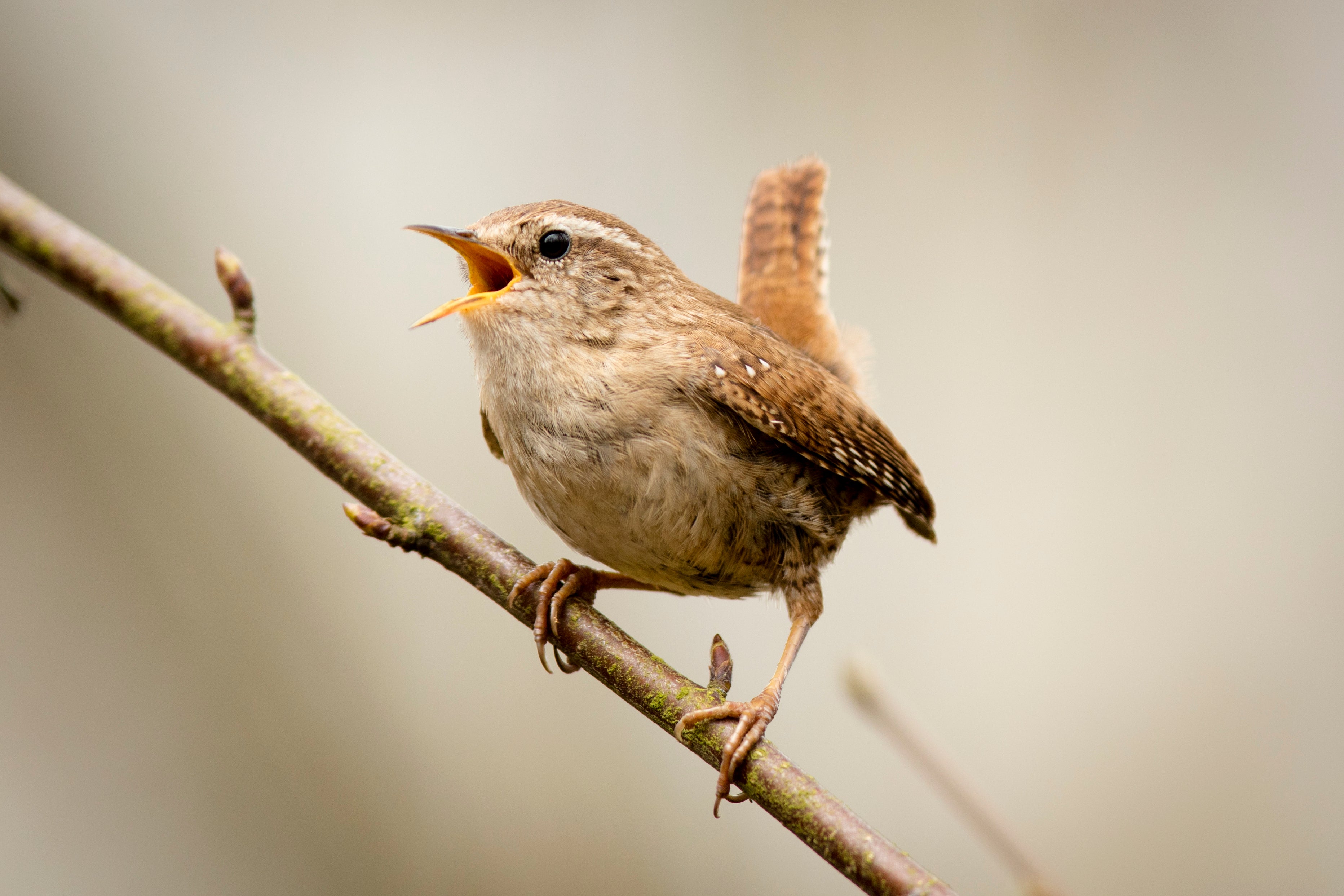 Light work: a wren perched on a branch singing