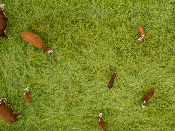 Cattle exploring fresh wildflower pasture while mob grazing