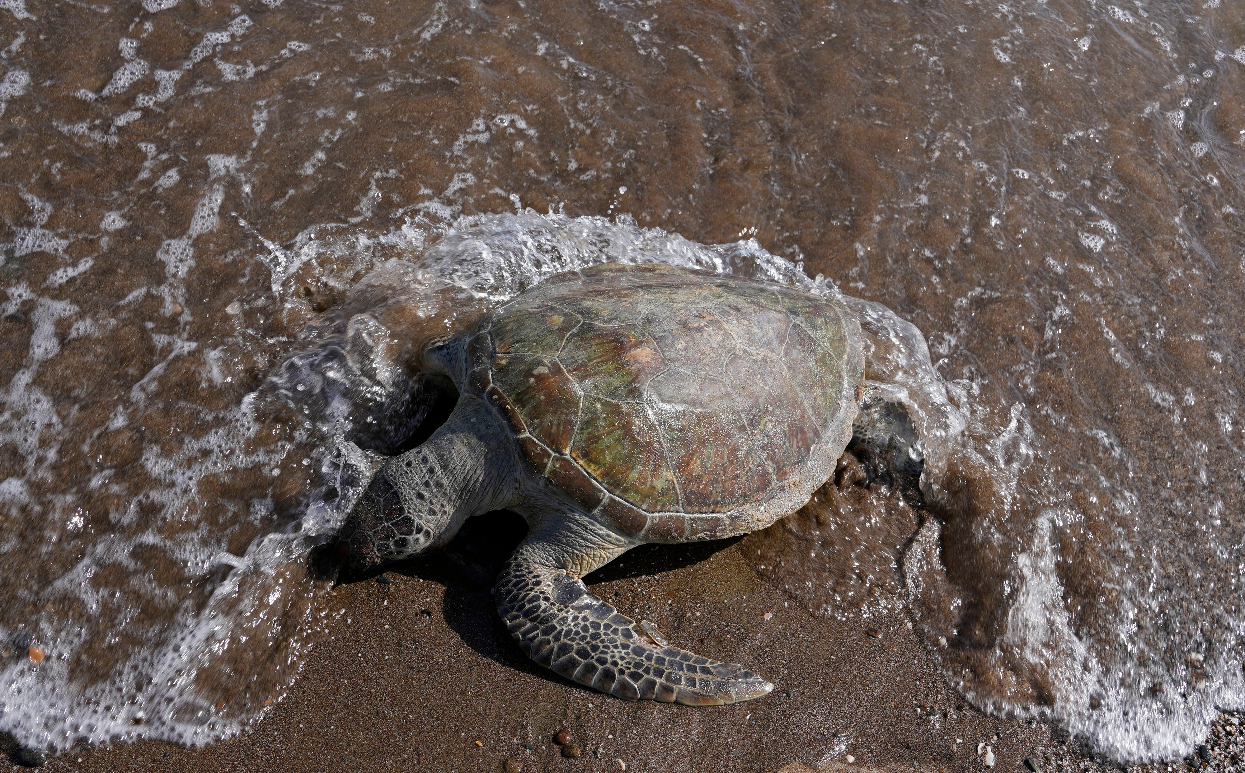 Emirates Dying Turtles