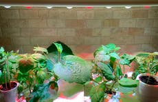 When to start planting seeds indoors? Check your frost date