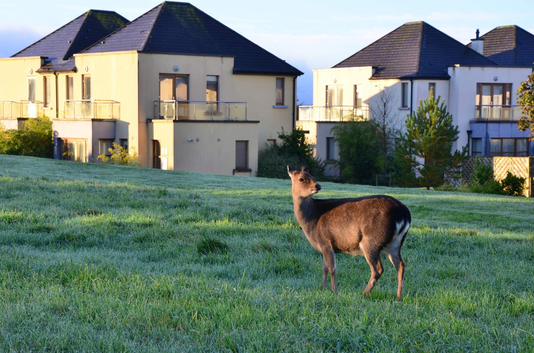 Look out for the resident deer at Waterford Castle Resort