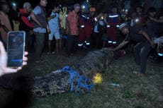 Crocodile freed from motorcycle tyre stuck around its neck for five years