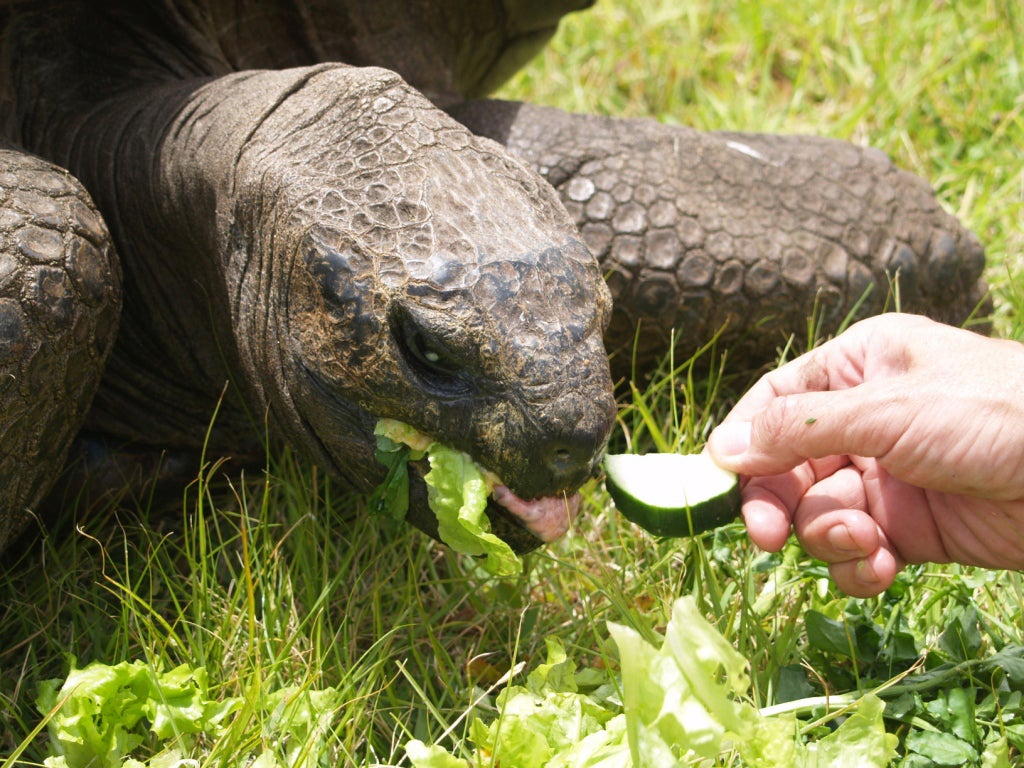 Jonathan snacking on cucumbers and lettuce in 2021