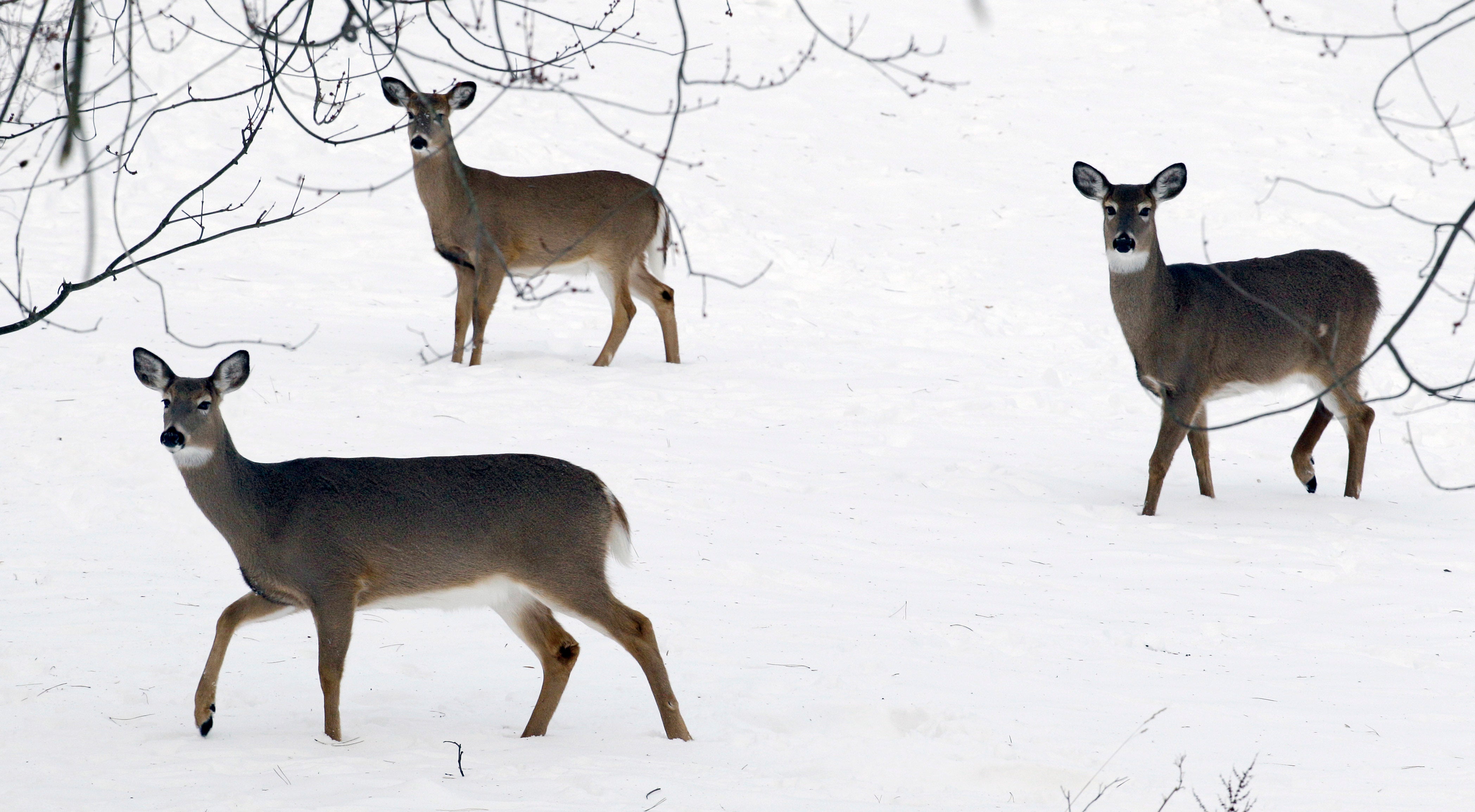 Virus Outbreak NYC Deer