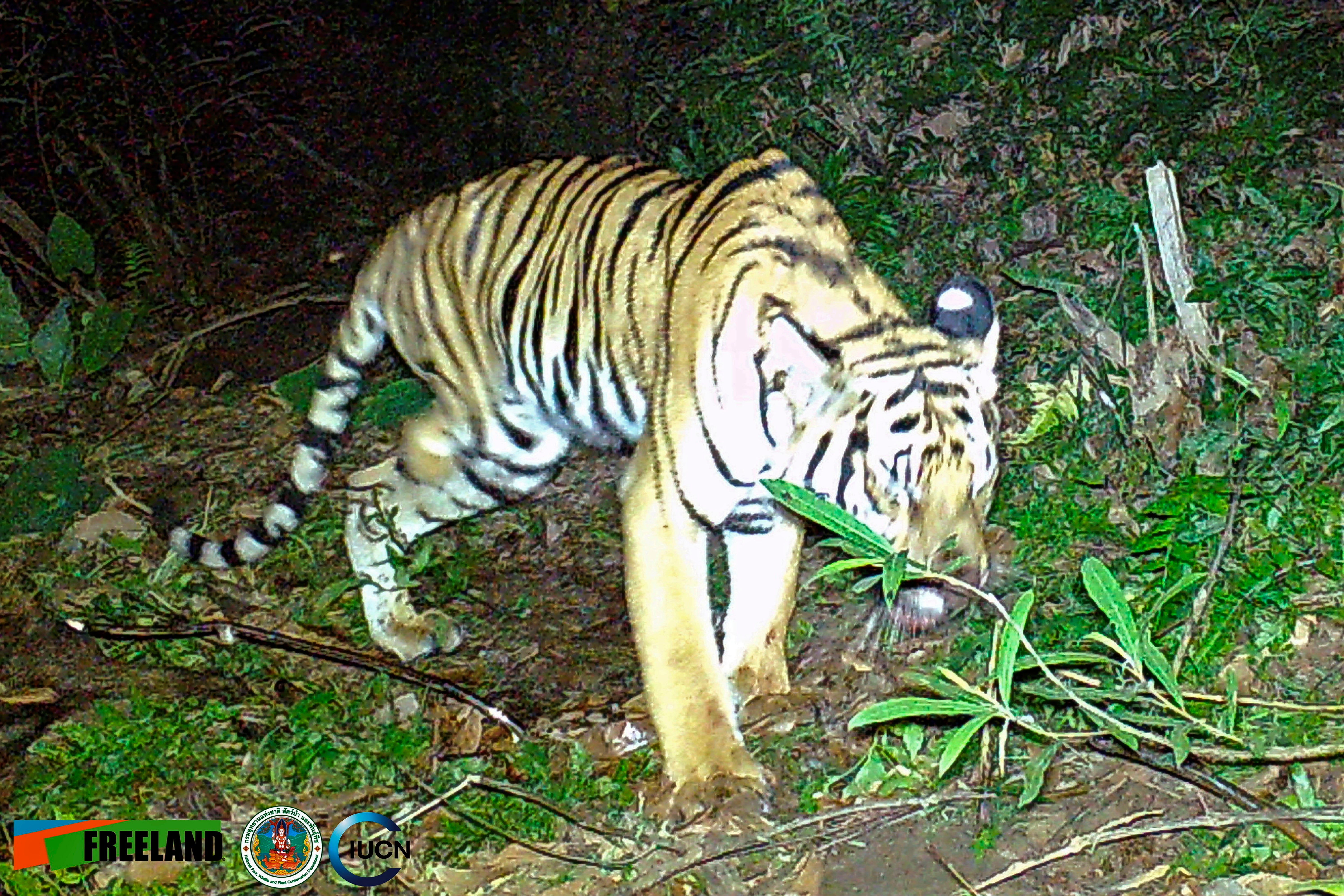 Thailand Injured Tiger