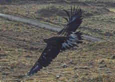 Bald and golden eagles ‘being wiped out by lead poisoning from guns’ scientists warn