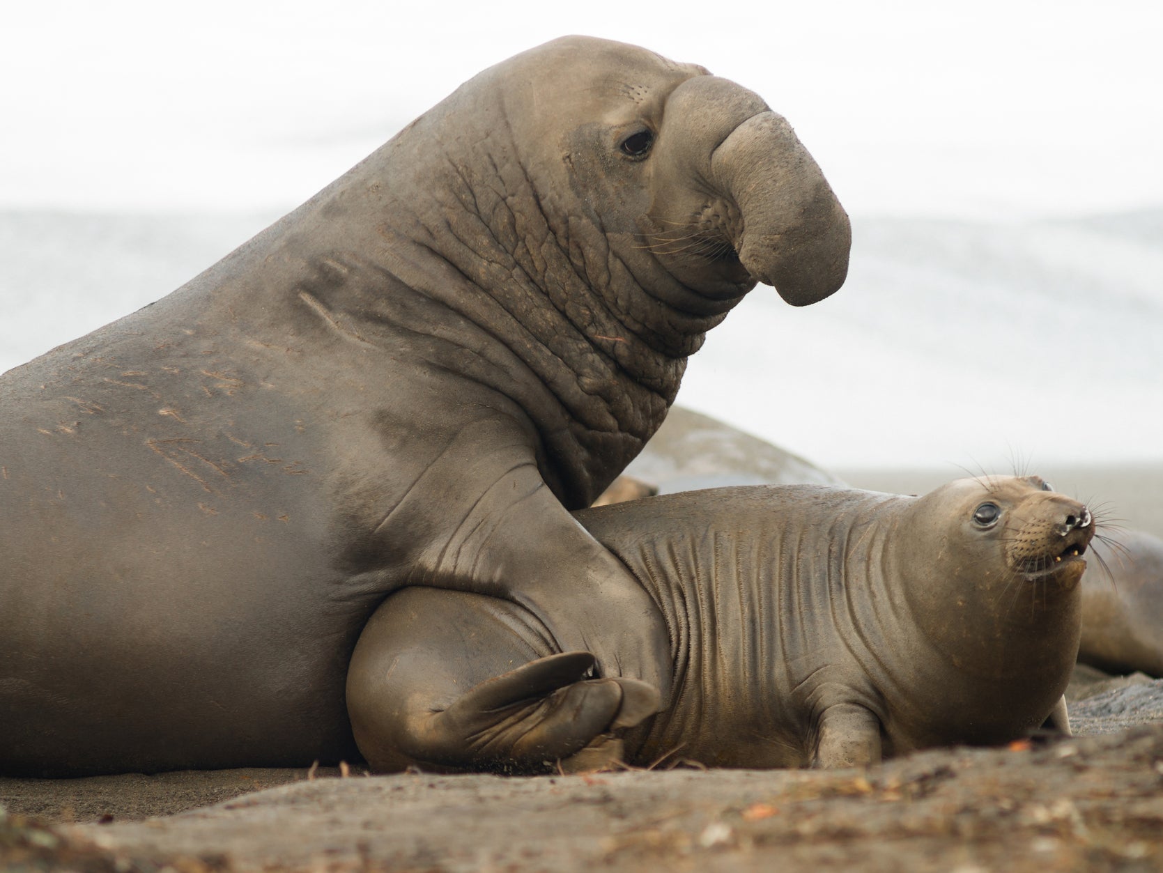 Extreme sexual dimorphism means male elephant seals can be up to 10 times larger than females