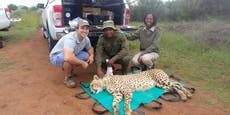 Sex kittens: The cheetah matchmaker helping big cats find love and survive shrinking gene pool