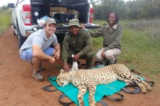 Sex kittens: The cheetah matchmaker helping big cats find love and survive shrinking gene pool