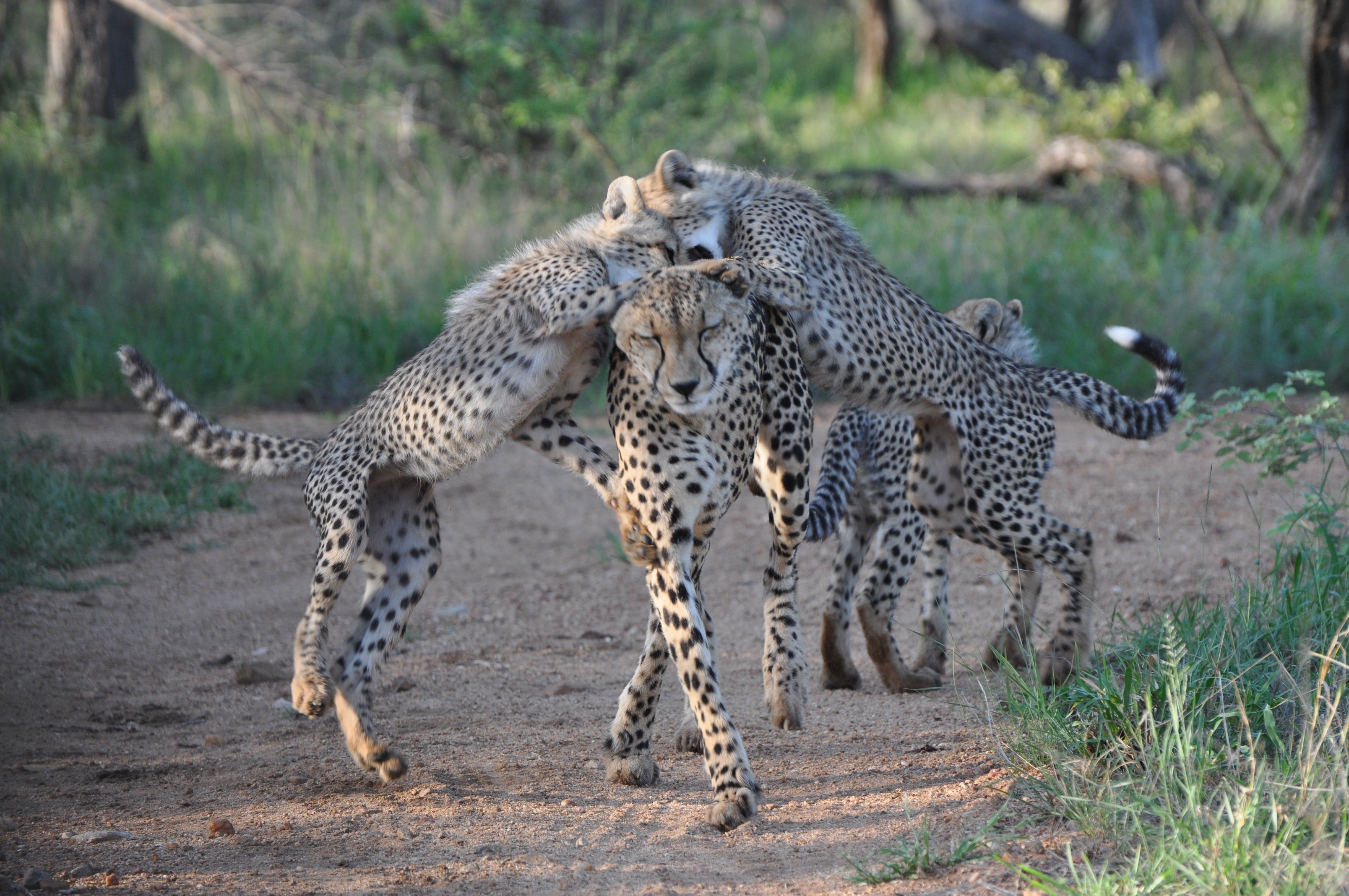 Once they are introduced, cheetahs usually need little encouragement to mate