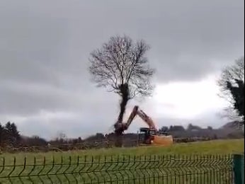 Children have been filmed screaming as a tree near their school was chopped down