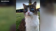 Blind cat with ‘cosmic Moon’ eyes caused by rare disorder stuns internet