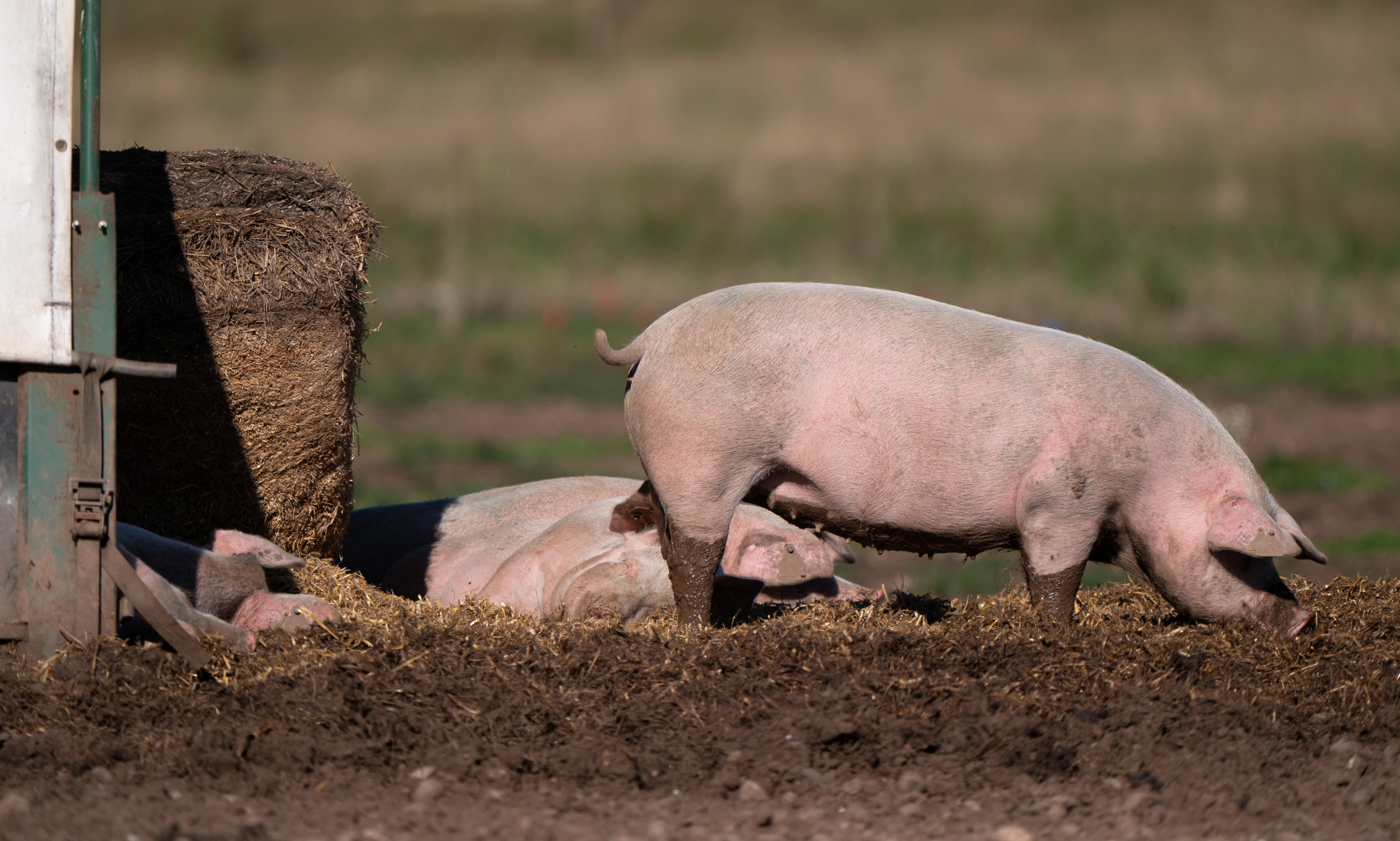 Some 35,000 pigs have been slaughtered on farms in recent months because there aren’t enough skilled workers to butcher them