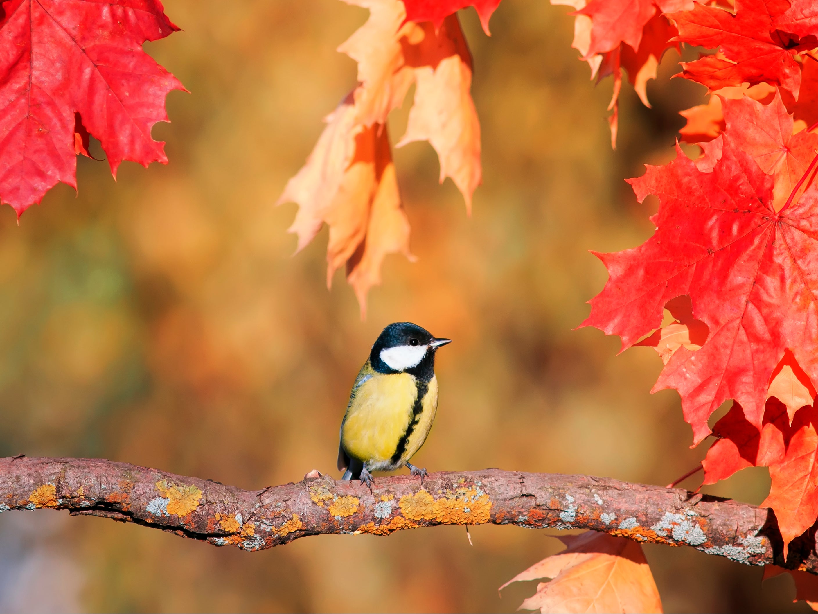 Songbirds are getting smaller as greenhouse gas emissions push temperatures up, but some species with relatively larger brains are adapting to the changes, scientists say