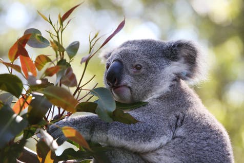 <p>Australian authorities are culling koalas in the Budj Bim National Park</p>