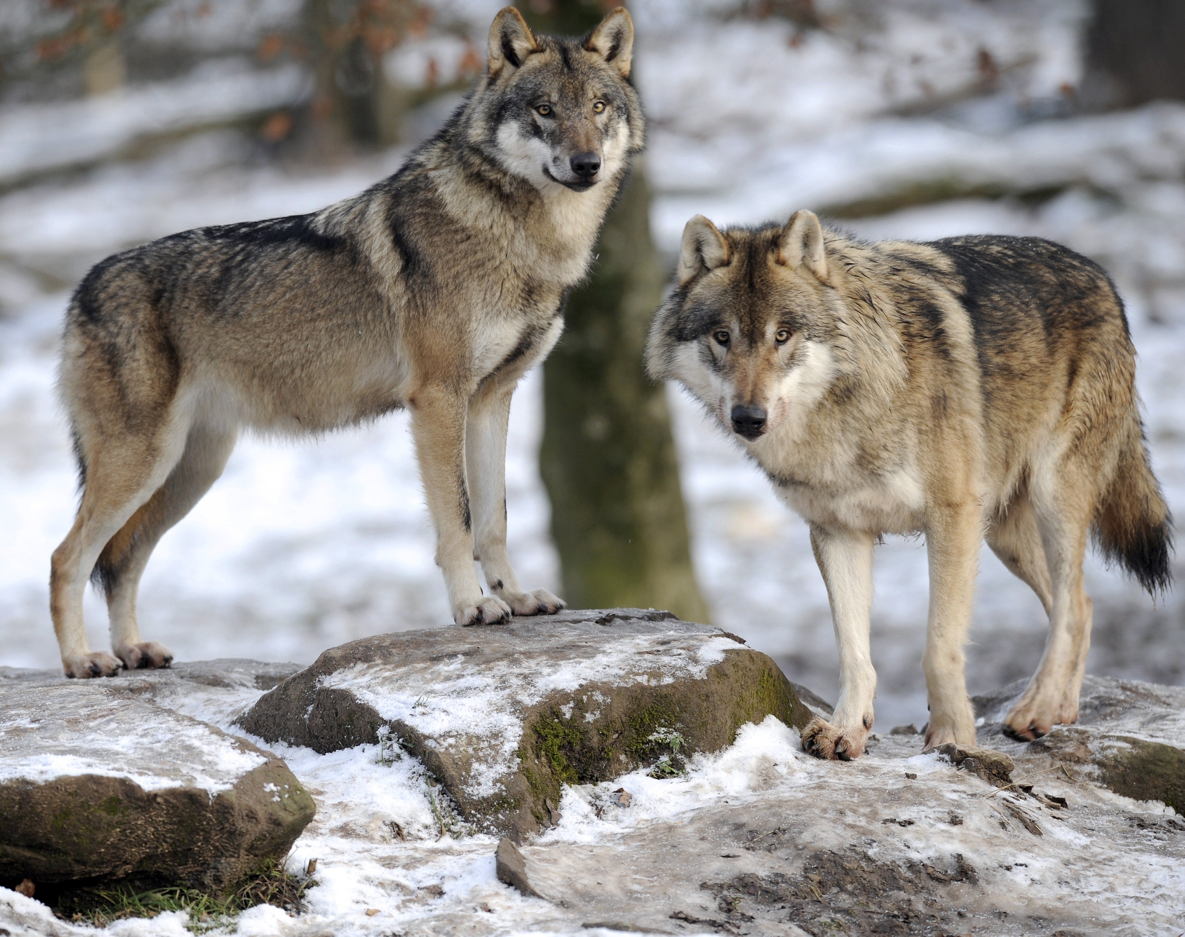 European grey wolves