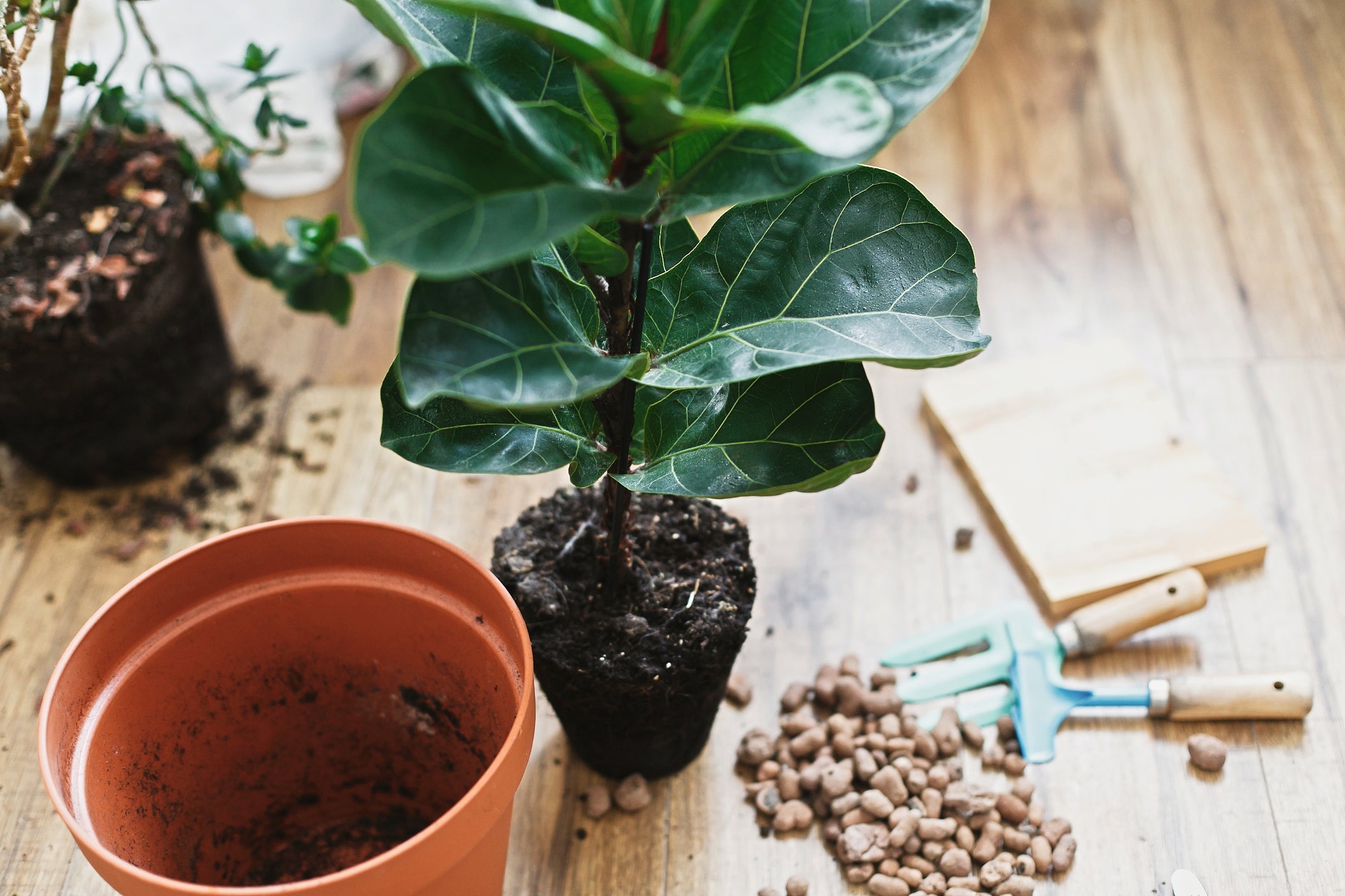 Cramped plants may not absorb as much water if there’s not enough soil