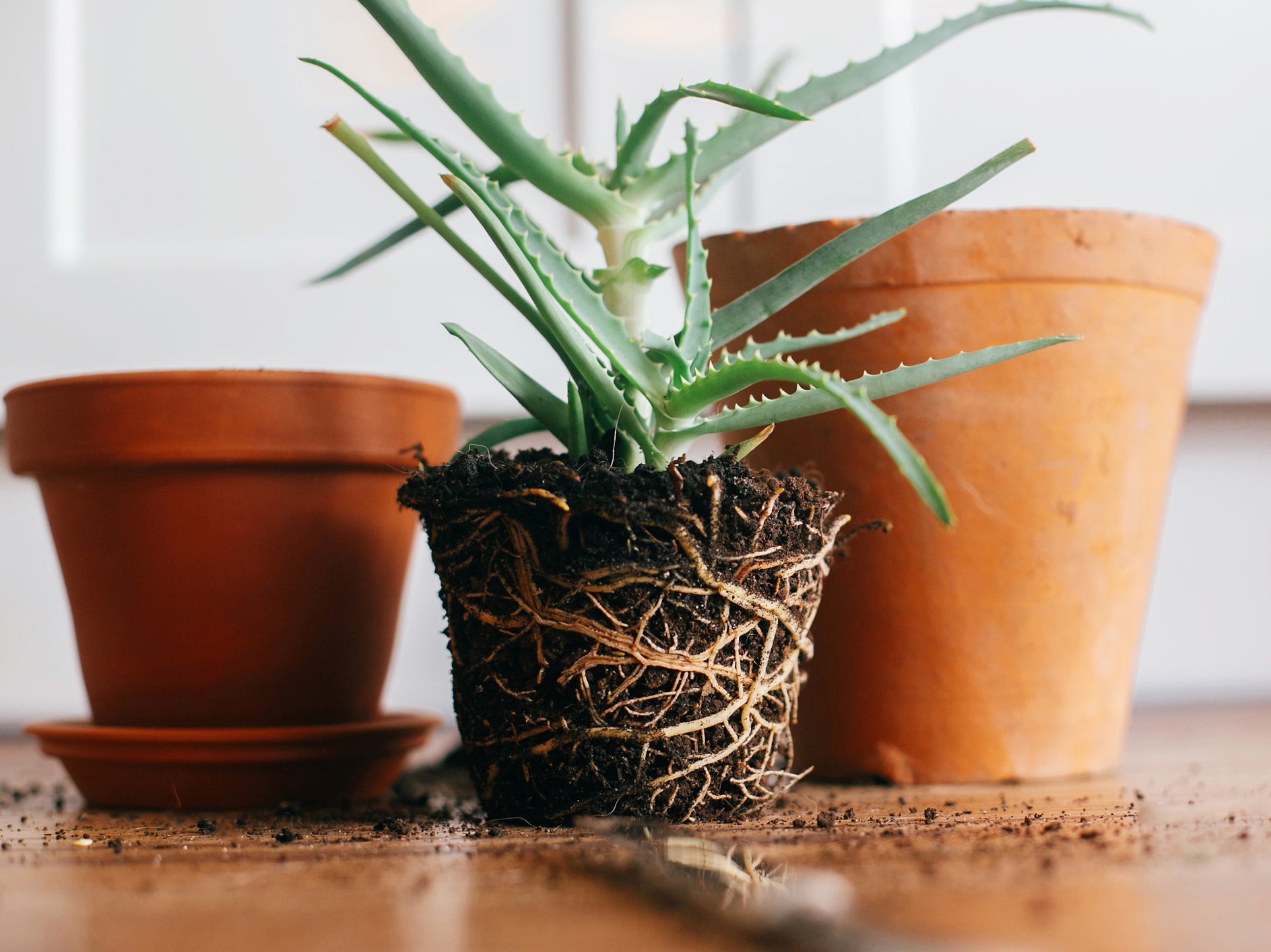 Roots exposed to air can quickly dry out