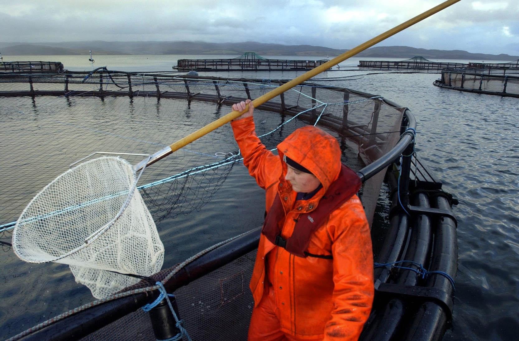 Figures show salmon export sales boomed last year (PA)