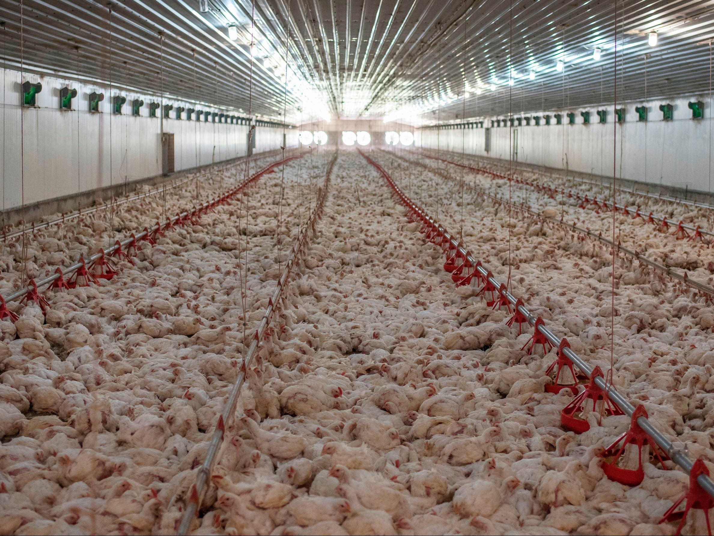 Tesco and McDonald’s suppliers among meat and dairy firms ‘at risk of sparking next pandemic’