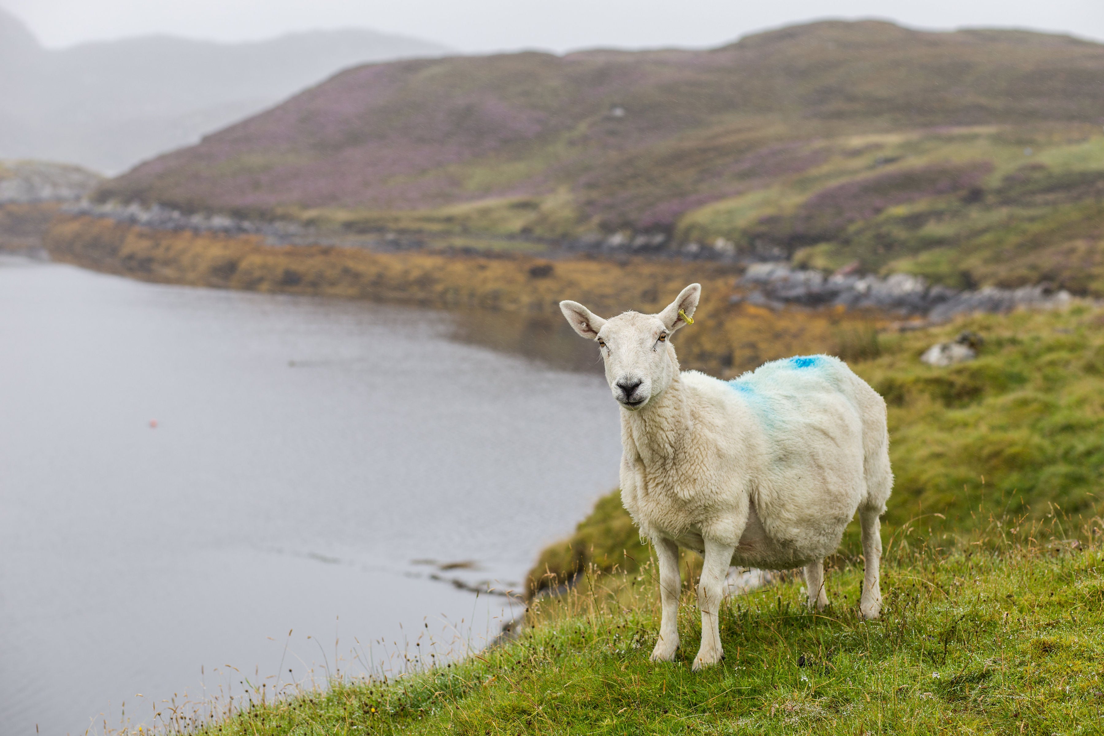 A new Scottish Veterinary Service is to be set up (Jennifer Campbell/PA)